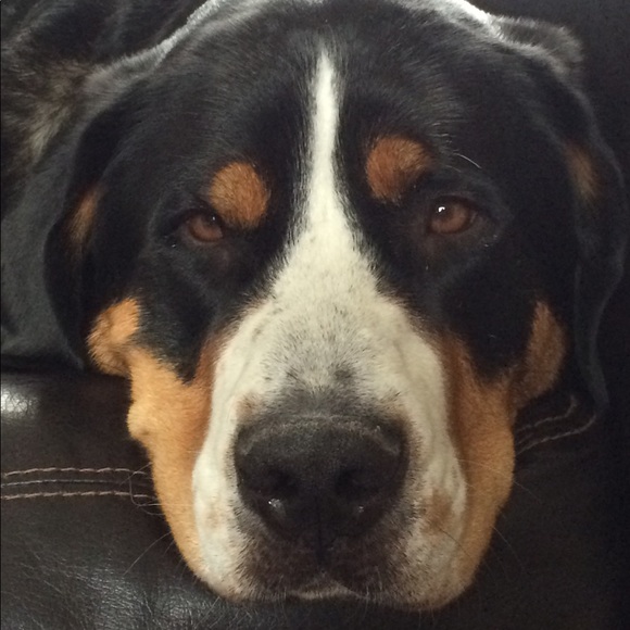 Meet your Posher, Cheryl - Picture 1 of 1